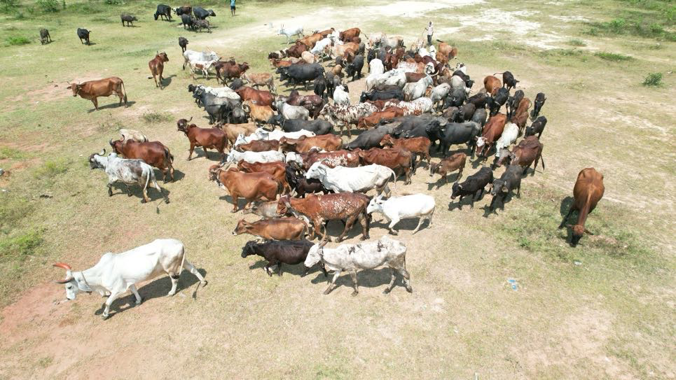 Goshala gallery image a1