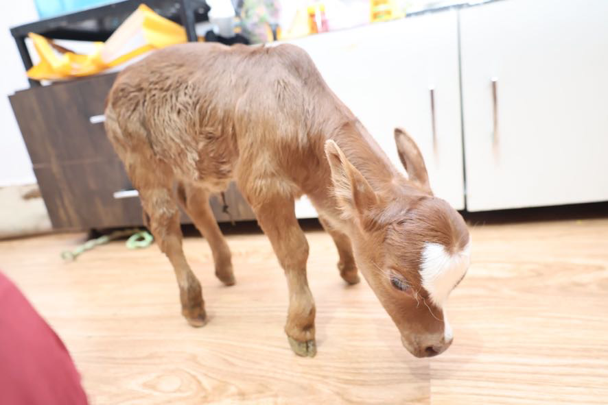 Goshala gallery image a10