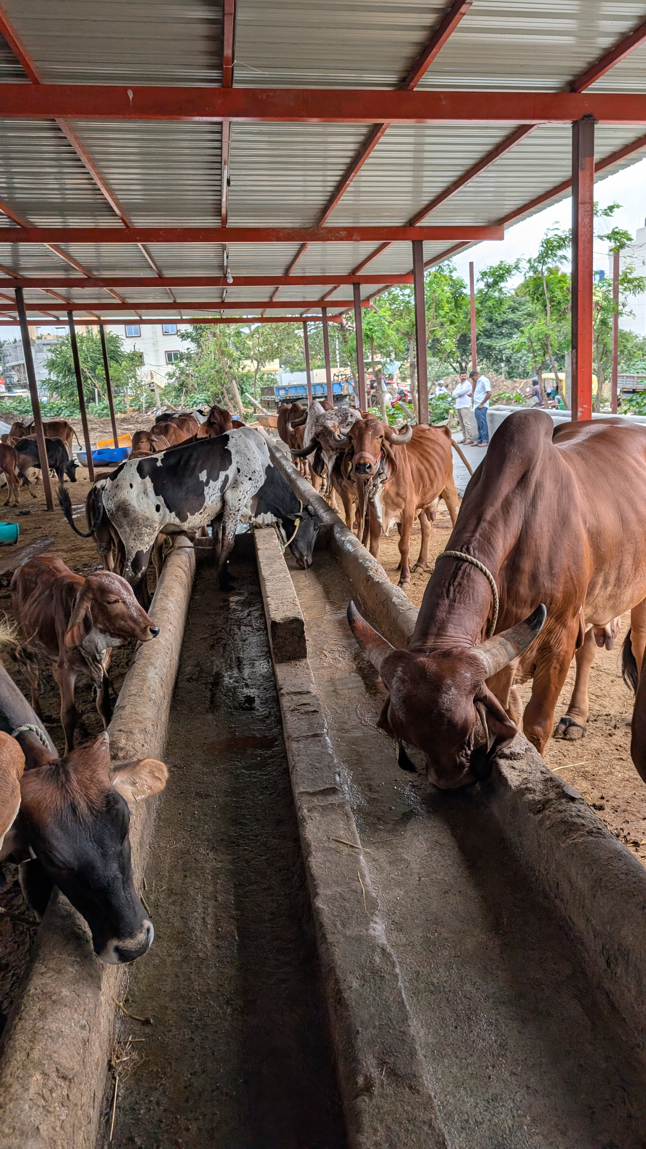 Goshala gallery image a13