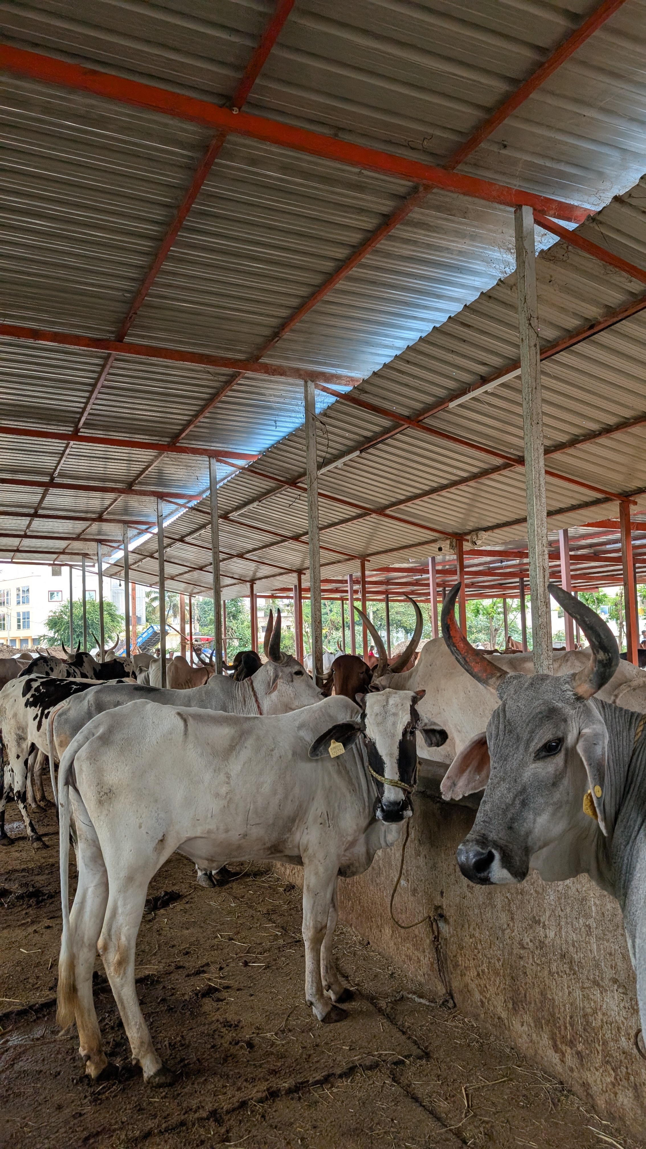 Goshala gallery image a14