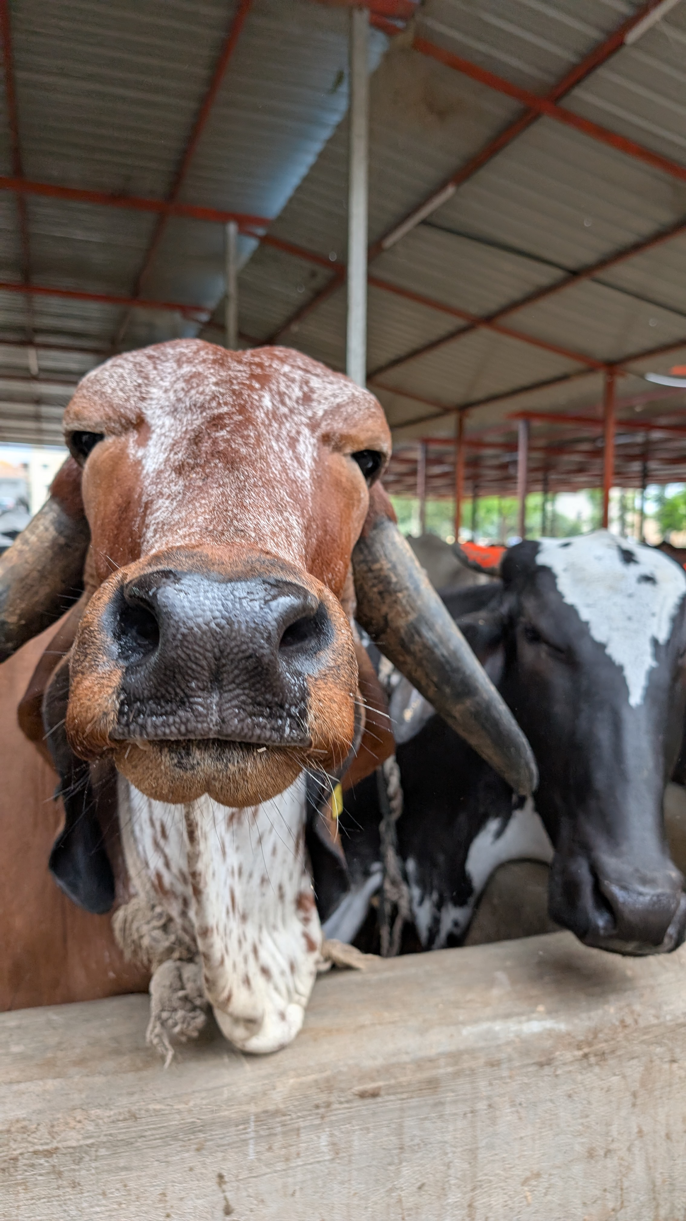 Goshala gallery image a15