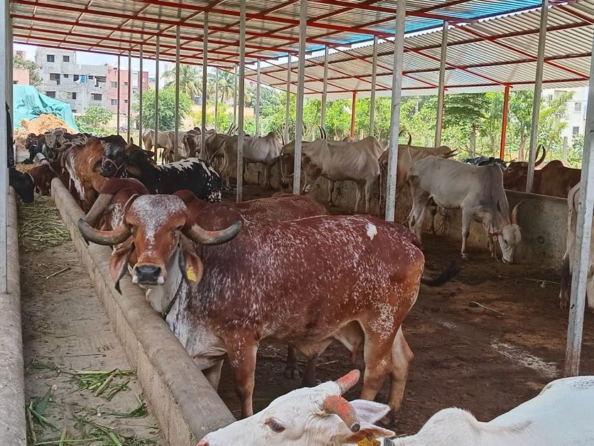 Goshala gallery image a16