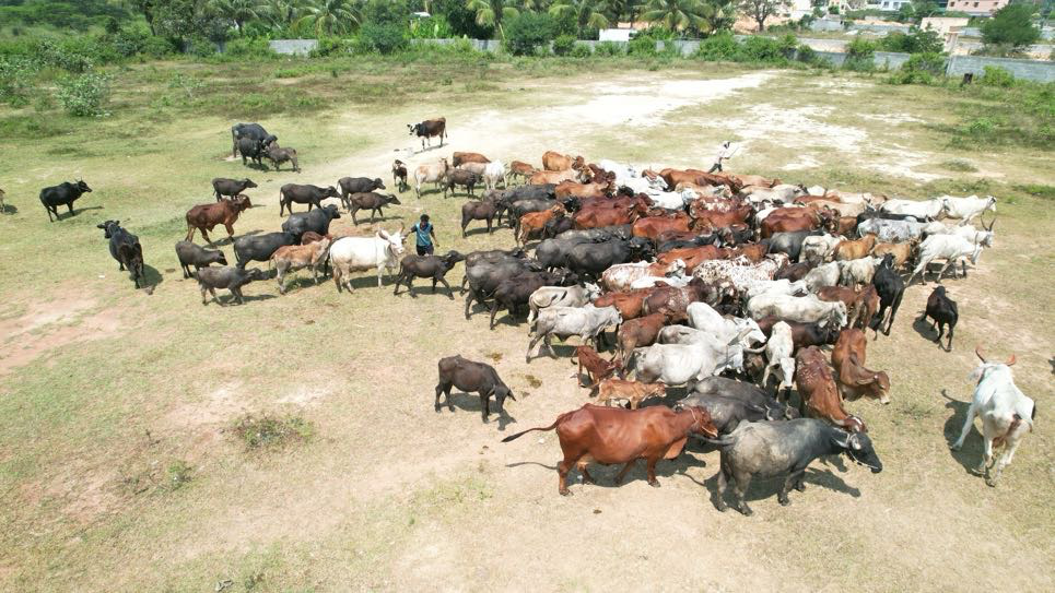 Goshala gallery image a17