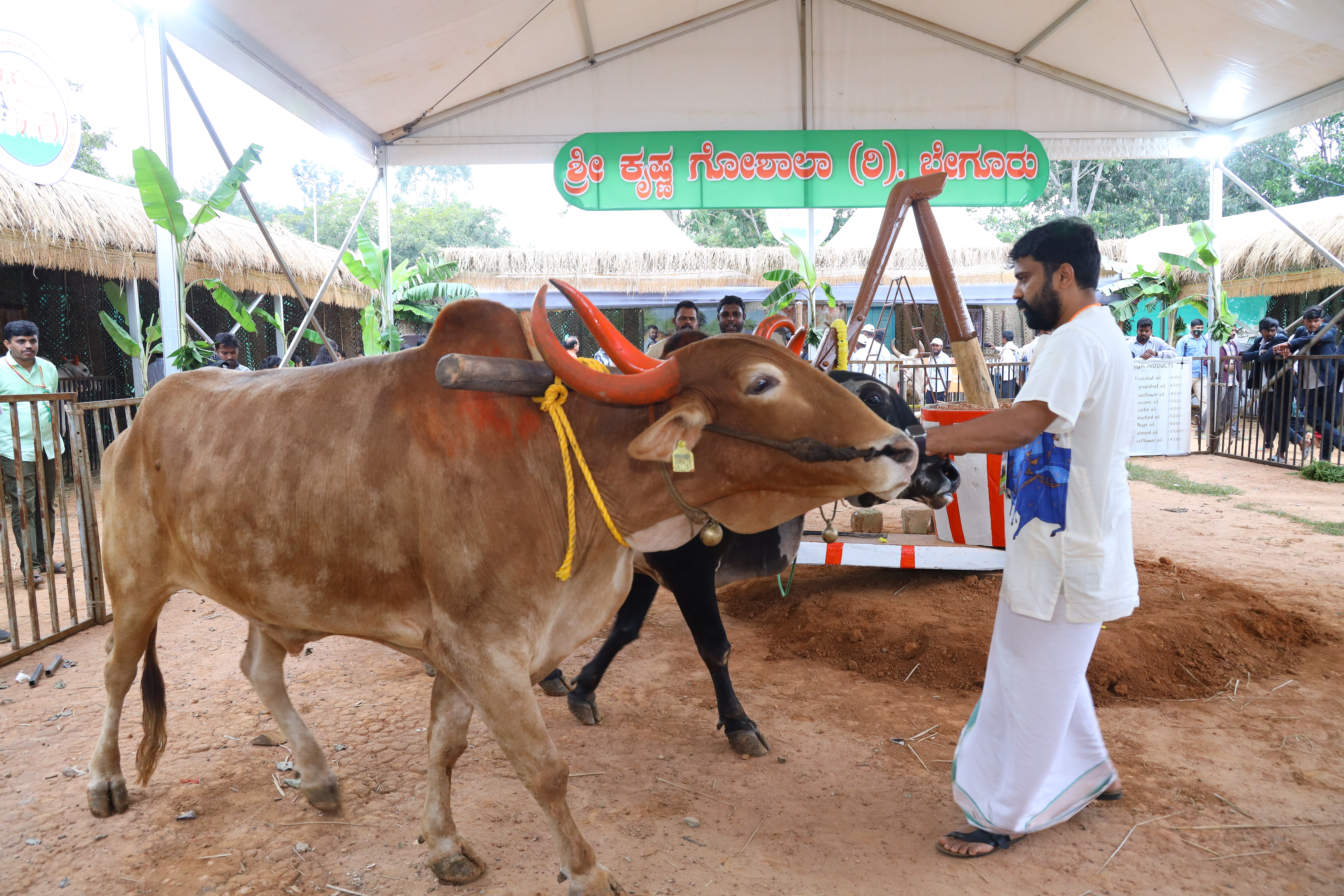 A person on a video call with a cow
