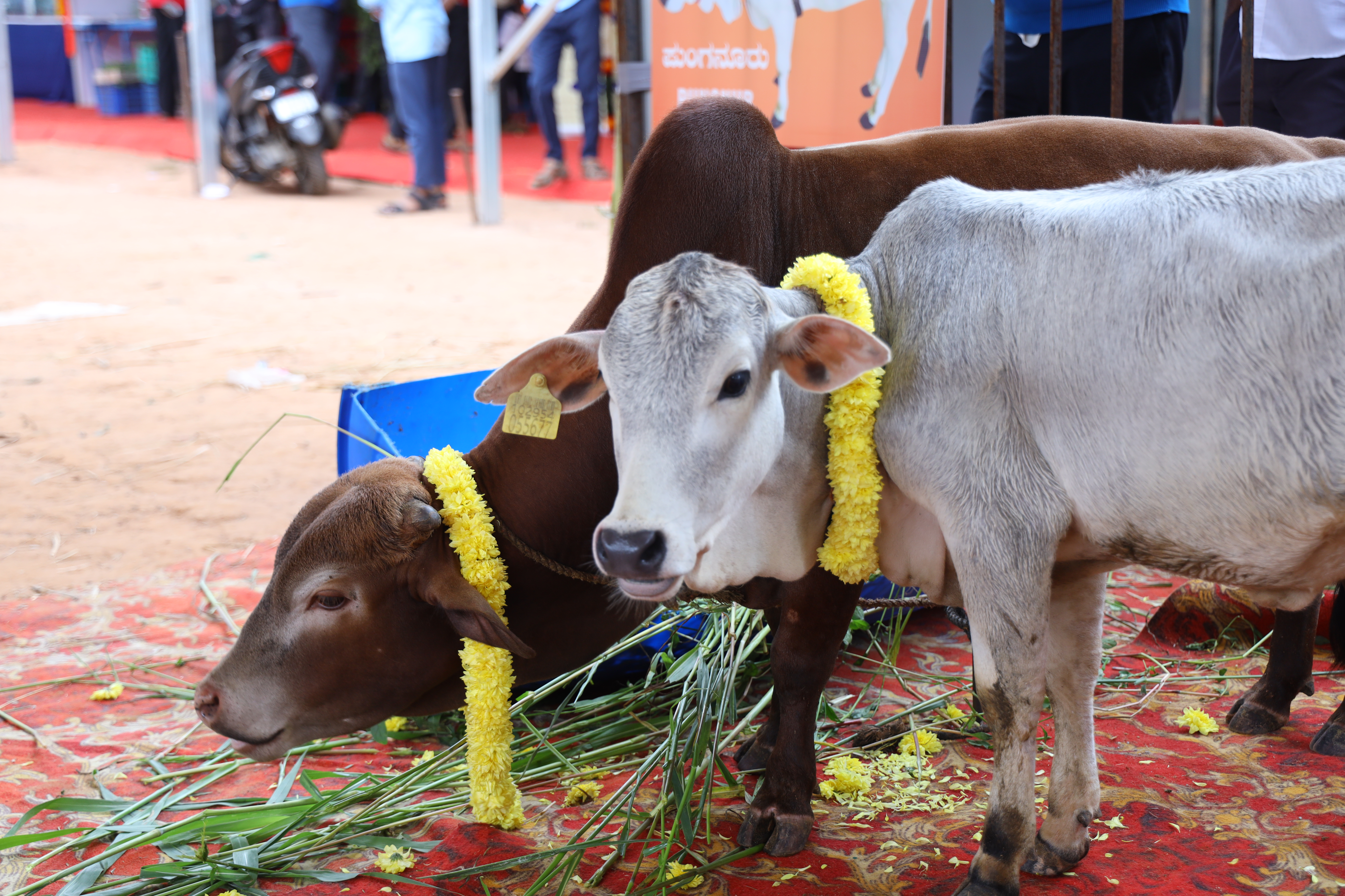 Goshala gallery image a3