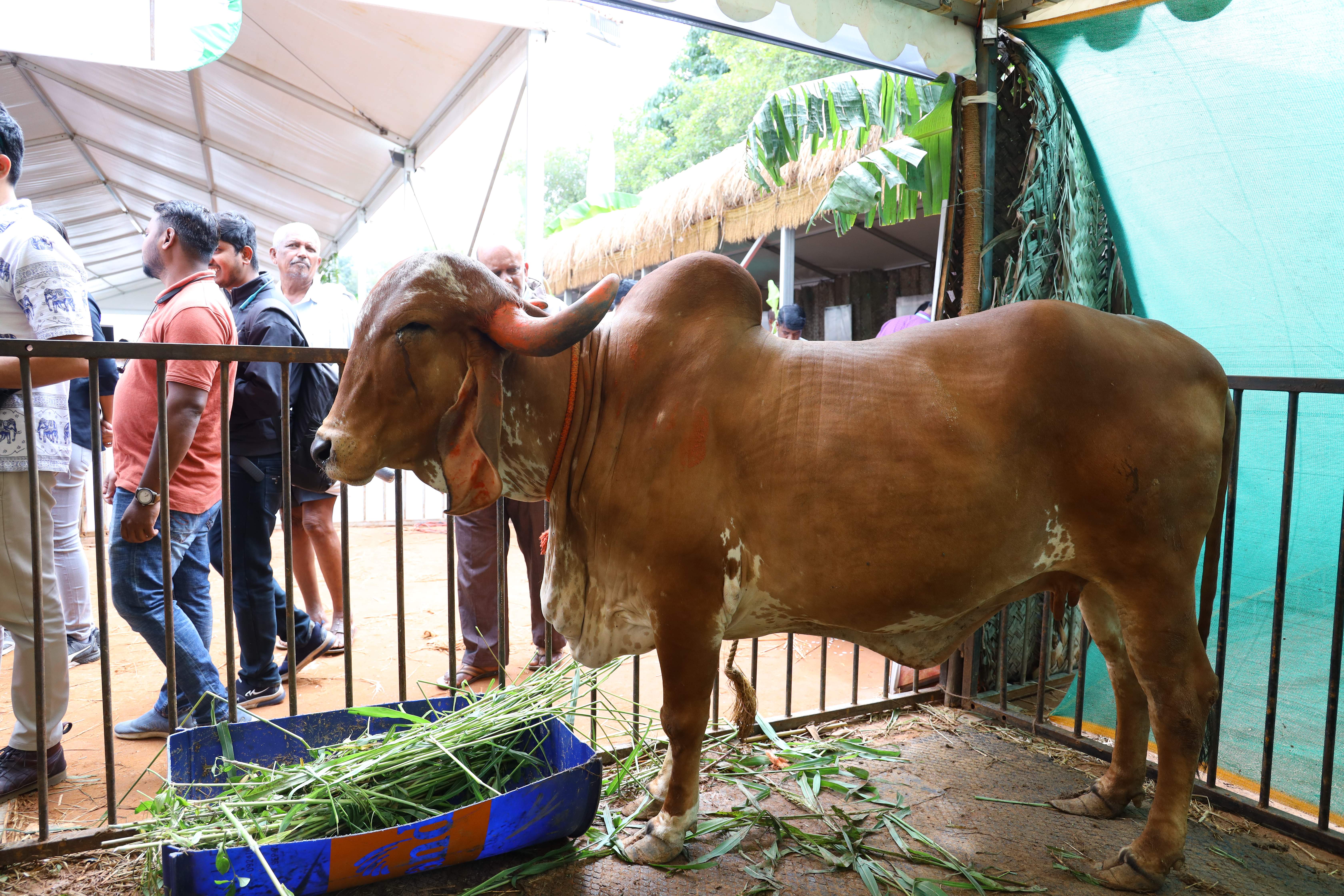 Goshala gallery image a7