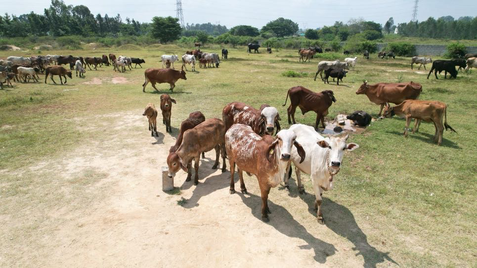 Goshala gallery image a9